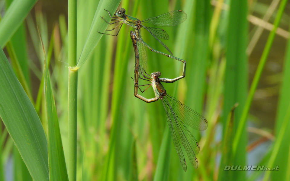 Mating Western Willow Spreadwings (Lestes viridis)